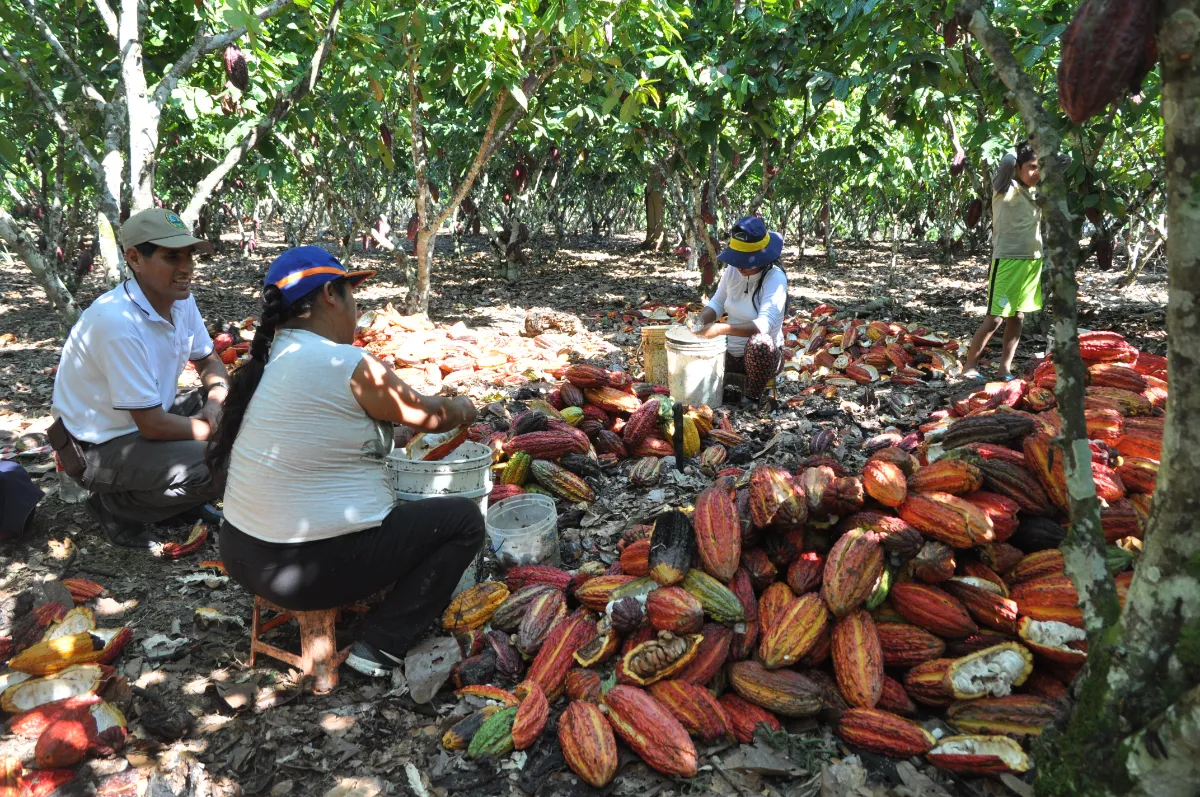 Kakaofarm im Dschungel Madagaskars