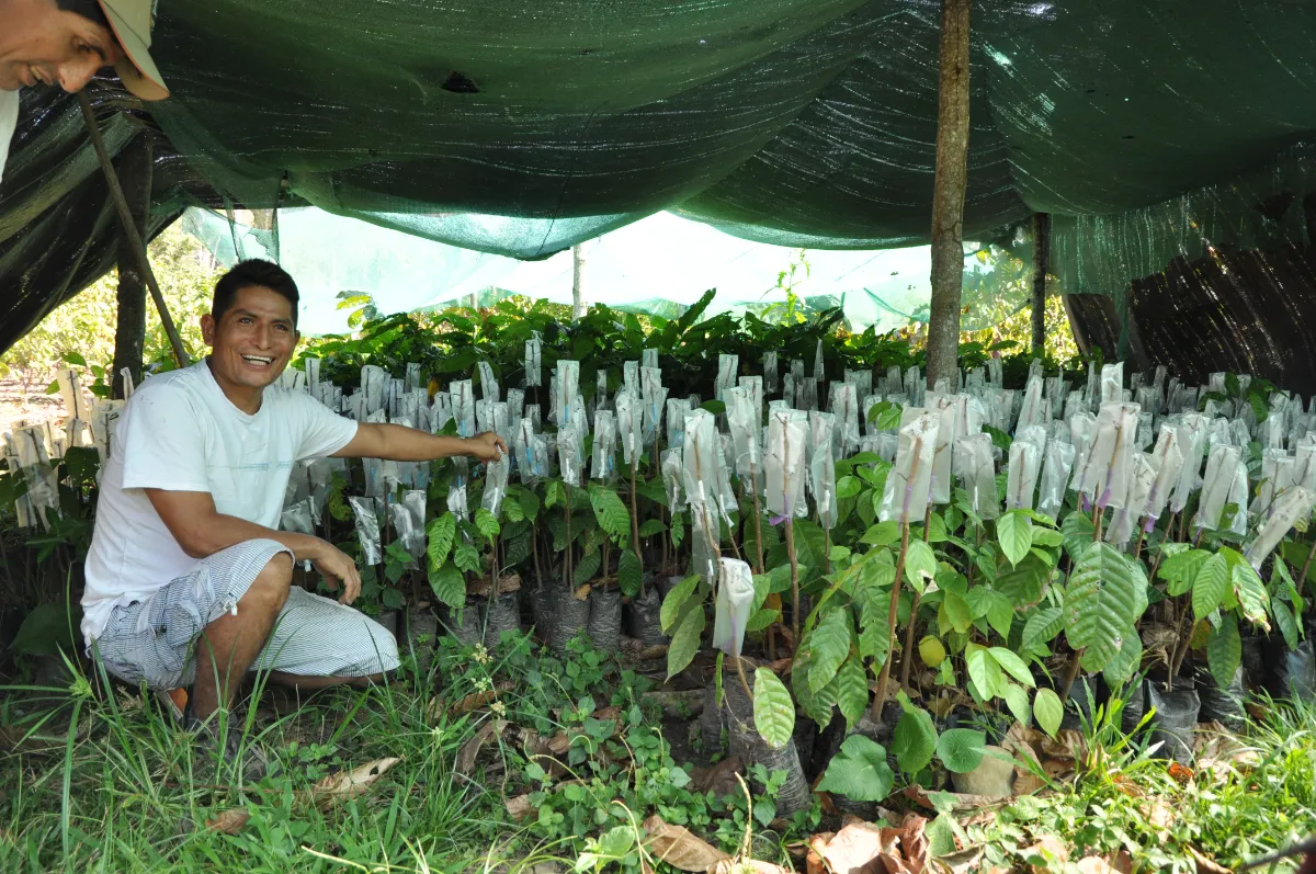 Kakaobohnenernte und -verarbeitung
